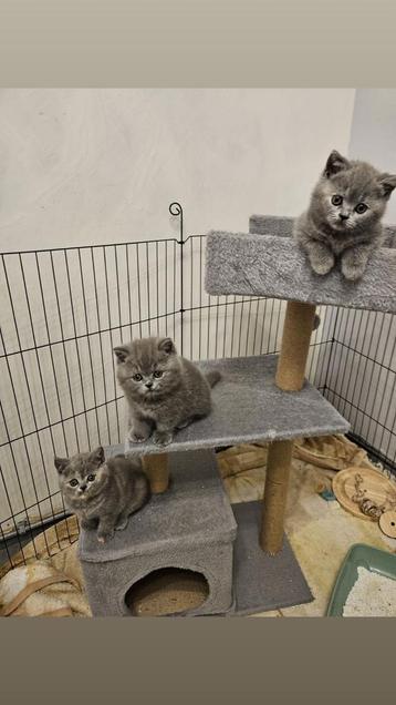 Raszuivere britste korthaar kittens! beschikbaar voor biedingen