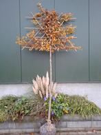 Carpinus Betulus Haagbeuk Leiboom met kluit  - 180cm Stam, Ophalen, Volle zon, Leiboom, 250 tot 400 cm