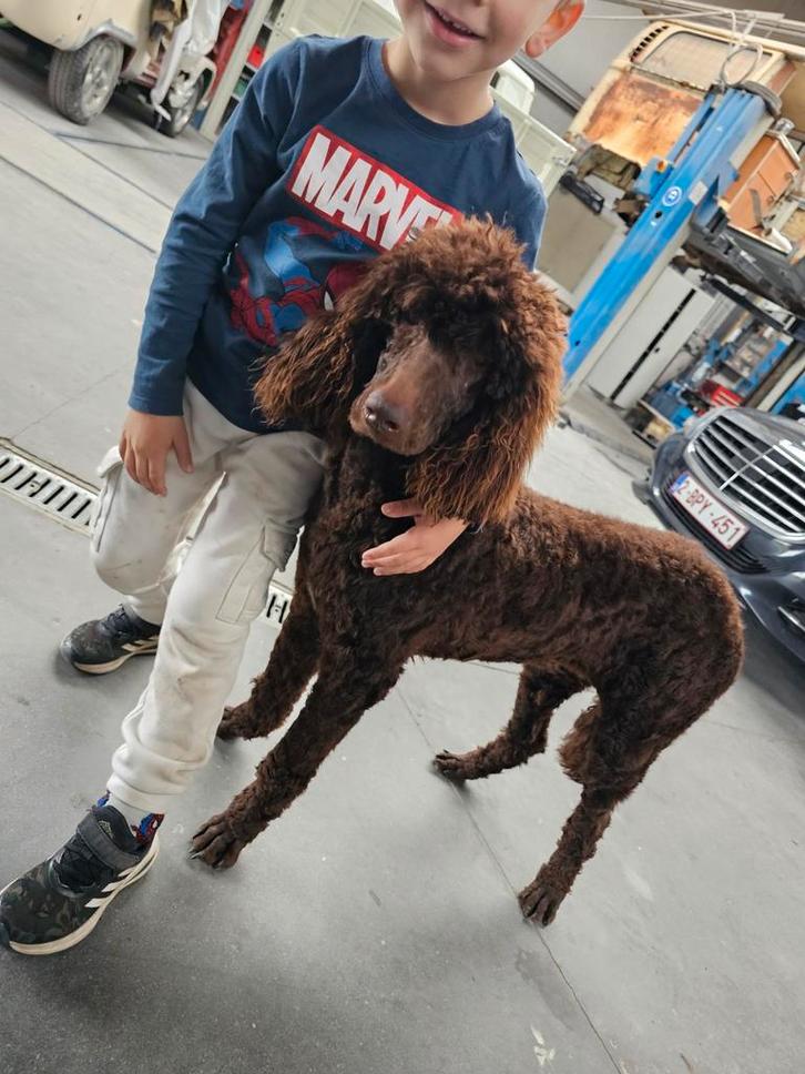 Koningspoedel teefje * belgie *, Dieren en Toebehoren, Honden | Chihuahua's en Gezelschapshonden, Teef, Poedel, Particulier, Eén hond