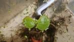 Kikkerbeet, Dieren en Toebehoren, Vissen | Aquaria en Toebehoren, Ophalen of Verzenden, Plant(en), Steen of Hout