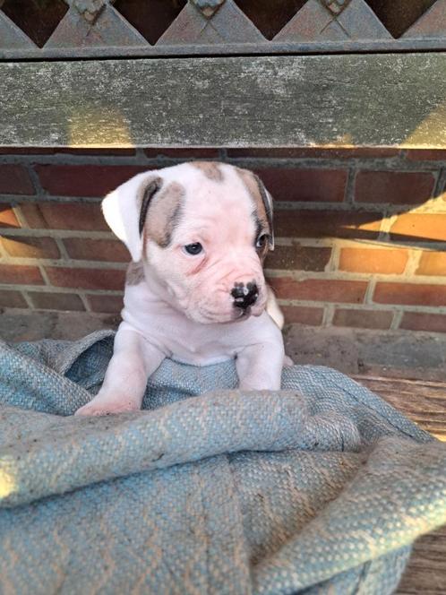 Kruising Cane Corso x Bullmastiff x Amerikaanse bulldog pups, Dieren en Toebehoren, Honden | Bulldogs, Pinschers en Molossers