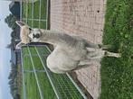 Alpaca hengst, Dieren en Toebehoren, Overige Dieren, Juni, Mannelijk