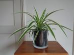 kamerplant  Graslelie Chlorophytum comosum Ocean glazen pot, Huis en Inrichting, Kamerplanten, Ophalen of Verzenden, Overige soorten