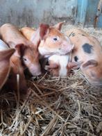 Prachtige biggen alvast te reserveren!, Meerdere dieren, Varken
