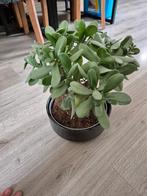 crassula ovata kamerplant in aardewerk pot, Huis en Inrichting, Ophalen, Overige soorten, Halfschaduw, Minder dan 100 cm