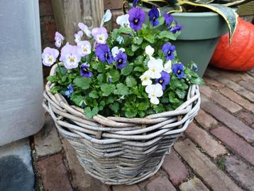 HERFST EYECATCHER: Superleuke rotan MAND gevuld met VIOLEN beschikbaar voor biedingen