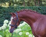 Talent voor de toekomst!, Dieren en Toebehoren, Pony's, Gechipt, Dressuurpony, 0 tot 2 jaar, Hengst