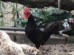 Haantje de voorste kriel, Dieren en Toebehoren, Pluimvee, Mannelijk, Kip