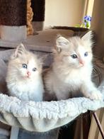 Bijzondere ragdoll kittens, stamboom, ouders getest, Meerdere dieren, Gechipt, 0 tot 2 jaar