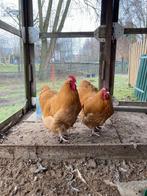 Orpington hanen, Mannelijk, Kip