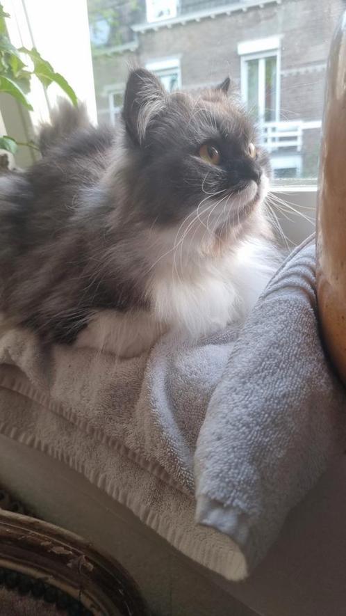 Super lieve Ragdoll/Pers poes van 3 jaar, Dieren en Toebehoren, Katten en Kittens | Raskatten | Langhaar, Poes, Gechipt