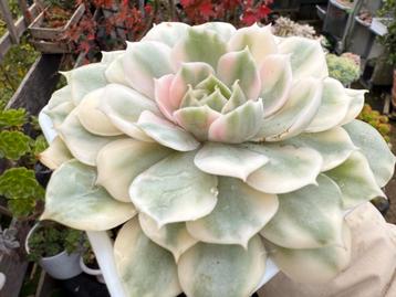 Echeveria cv Onslow Variegata/pot 9cm/vetplant/succulent beschikbaar voor biedingen