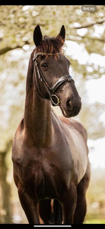 Lease / bijrijd paard in rucphen/roosendaal beschikbaar voor biedingen