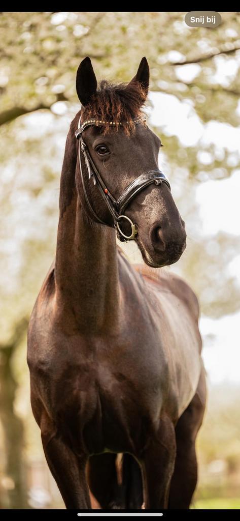 Lease / bijrijd paard in rucphen/roosendaal, Dieren en Toebehoren, Paarden en Pony's | Overige Paardenspullen, Nieuw, Dressuur