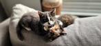 Lieve kruising Noorse boskat kittens, Dieren en Toebehoren, Katten en Kittens | Raskatten | Langhaar, Poes, Ontwormd