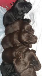 Flatcoated retriever pups Reutjes en Teefjes, Overige rassen, 8 tot 15 weken, CDV (hondenziekte), Meerdere