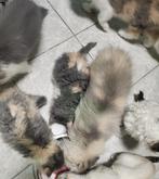 2 Lilac creme tricolor langhaar poesjes kindvriendelijk, Poes, Gechipt, 0 tot 2 jaar