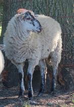 Mooie Ouessant x Schoonebeker ram!, Dieren en Toebehoren, Schapen, Geiten en Varkens, Mannelijk, Schaap