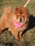 Chow chow zoekt baasje, Dieren en Toebehoren, Honden | Niet-rashonden, Particulier, Rabiës (hondsdolheid), Teef, Middel