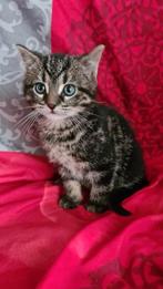 Halfraskittens. Nu 9 weken SibeerXBritse Korthaar, Dieren en Toebehoren, Katten en Kittens | Overige Katten, Meerdere dieren, Kortharig