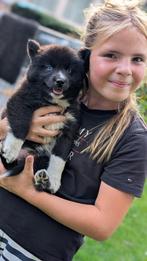 Super leuke pomsky pups!, Nederland, Overige rassen, CDV (hondenziekte), 8 tot 15 weken
