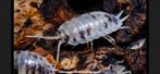 Isopod "Dairy Cow" -pissenbedden 100 stuks!!!, Dieren en Toebehoren, Overige soorten