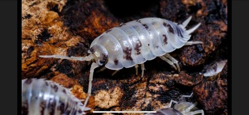 Isopod "Dairy Cow" -pissenbedden 100 stuks!!!, Dieren en Toebehoren, Insecten en Spinnen, Overige soorten