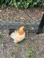 Serama kippen 1 haan 2 kippen, Dieren en Toebehoren, Pluimvee, Meerdere dieren, Kip