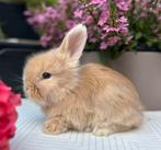 Fullface Engelse Angora ram, Mannelijk, Middelgroot, 0 tot 2 jaar