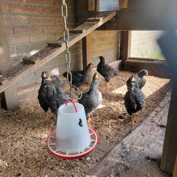 5 KIPPEN ,2 HANEN KUIKENS beschikbaar voor biedingen