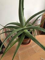 Aloe vera - gratis ophalen (met pot erbij 10 euro), Ophalen, Minder dan 100 cm