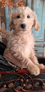 Goldendoodle reutje uit gezond geteste ouders, Poedel, Reu, CDV (hondenziekte), 8 tot 15 weken