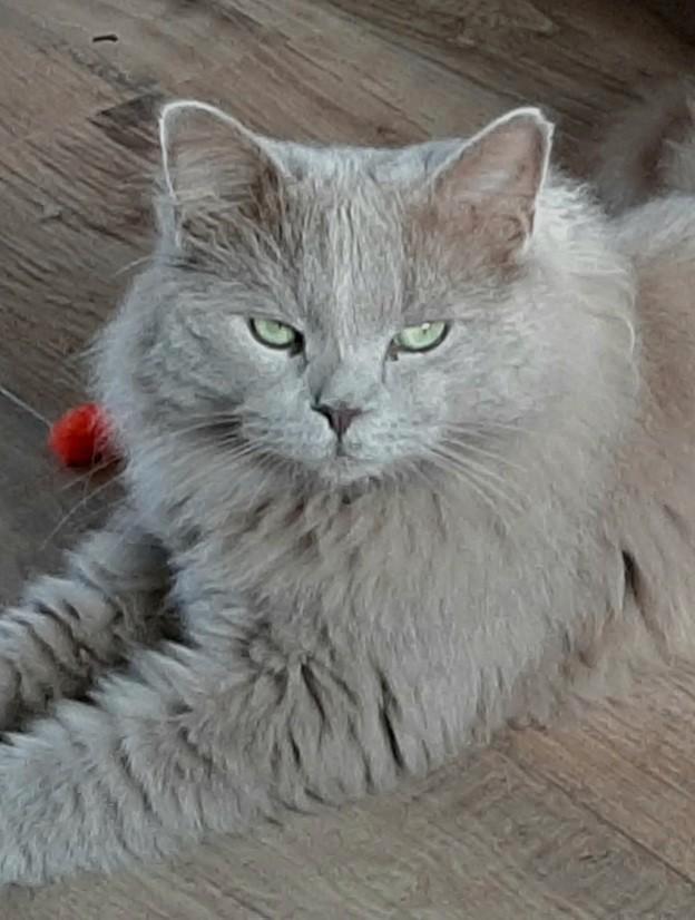 Jonge Ragdoll kater, Dieren en Toebehoren, Katten en Kittens | Raskatten | Langhaar, Kater, 0 tot 2 jaar, Gechipt, Ontwormd