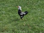 Twentse hoen kriel haan, Dieren en Toebehoren, Pluimvee, Mannelijk, Kip
