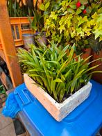 Zaailingen Trachycarpus winterharde palmen tot -15 graden, Volle zon, Ophalen of Verzenden, Lente, Minder dan 100 cm