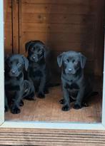 Field Trial labrador pups, Dieren en Toebehoren, België, Particulier, Labrador retriever, Meerdere