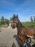 5 jarige ruin te koop 1,48, Met stamboom, Ruin, Zadelmak, 3 tot 6 jaar