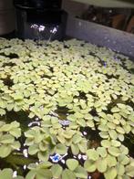 GRATIS drijfplant Salvinia natans (Vlotvarentje), Dieren en Toebehoren, Vissen | Aquaria en Toebehoren, Ophalen of Verzenden, Zo goed als nieuw