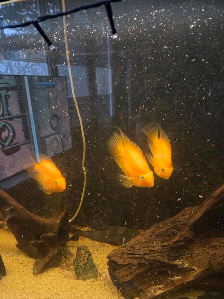 Visbestand tekoop alles voor 225 eur, Dieren en Toebehoren, Vissen | Aquariumvissen, Vis