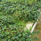 hedera helix, Ophalen, Overige soorten, 100 tot 250 cm