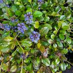Ajuga reptans 'Atropurpurea bodembedekkers, Ophalen of Verzenden, Zomer, Overige soorten, Halfschaduw