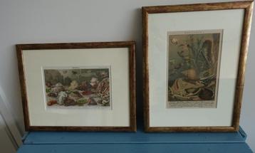 2 antieke kleurenlitho's met o.a. zeeschelpen beschikbaar voor biedingen