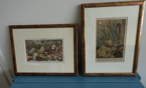 2 antieke kleurenlitho's met o.a. zeeschelpen, Verzamelen, Mineralen en Fossielen, Overige typen, Ophalen of Verzenden
