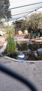 Vrouw witte mandarijneend, Dieren en Toebehoren, Pluimvee, Vrouwelijk, Eend