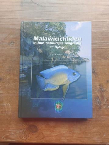 Malawi chichilden in hun natuurlijke omgeving - ad konings beschikbaar voor biedingen