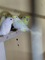 Forpussen, Dieren en Toebehoren, Vogels | Parkieten en Papegaaien, Meerdere dieren, Parkiet