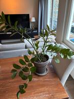 Plant met bloempot (heeft weinig zorg nodig), Tuin en Terras, Ophalen of Verzenden, Overige soorten, Halfschaduw