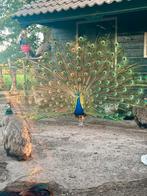 Pauweneieren te koop blauwe pauw eieren hanen hennen, Dieren en Toebehoren