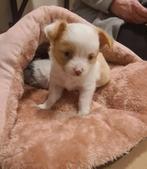 2 lieve zusjes zoeken nog een warm mandje, Dieren en Toebehoren, Honden | Chihuahua's en Gezelschapshonden, Teef, Meerdere, Chihuahua