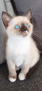 Kittens maine coon x raggdoll, Meerdere dieren, 0 tot 2 jaar